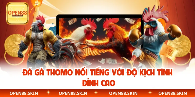Đá gà Thomo nổi tiếng với độ kịch tính đỉnh cao