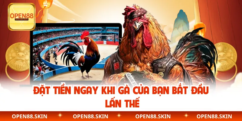 Đặt tiền ngay khi gà của bạn bắt đầu lấn thế